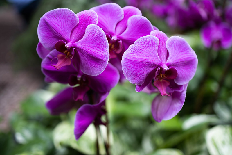 Flower Image