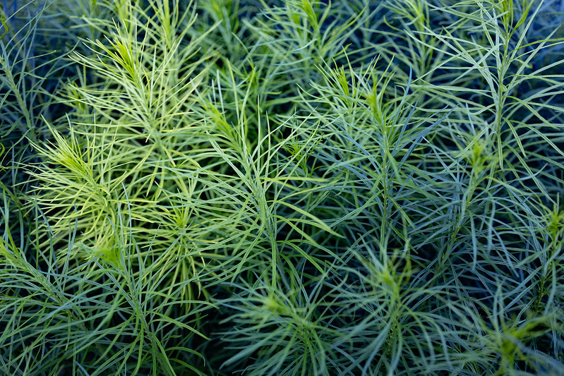 Tiny Leaves Image